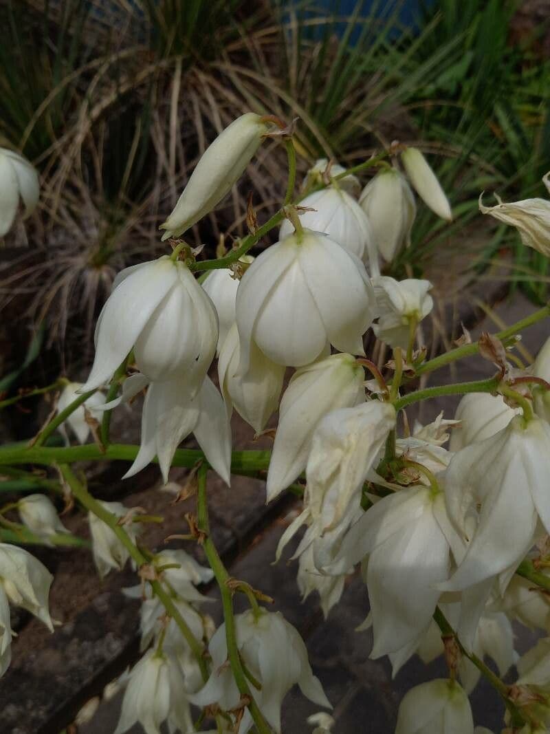 Yucca flaccida