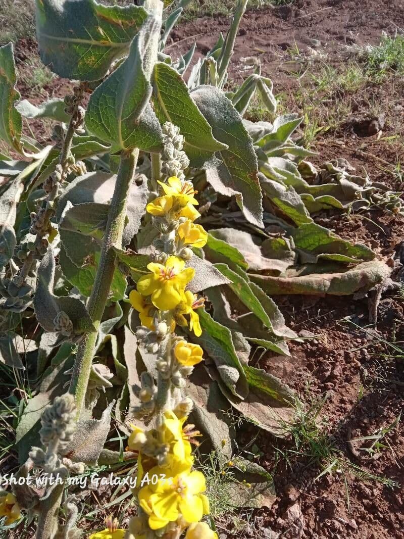 Verbascum sinaiticum