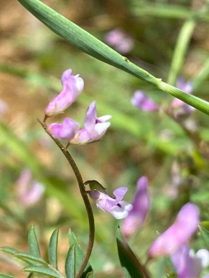 Vicia disperma