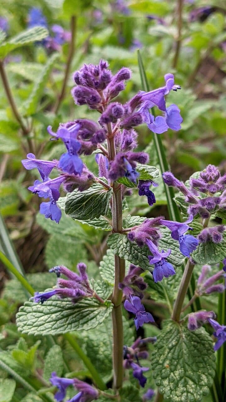 Nepeta cataria