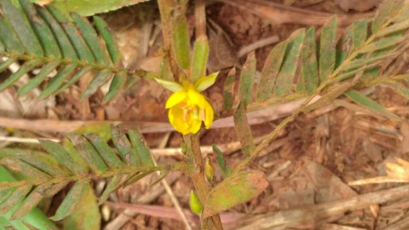 Chamaecrista fallacina