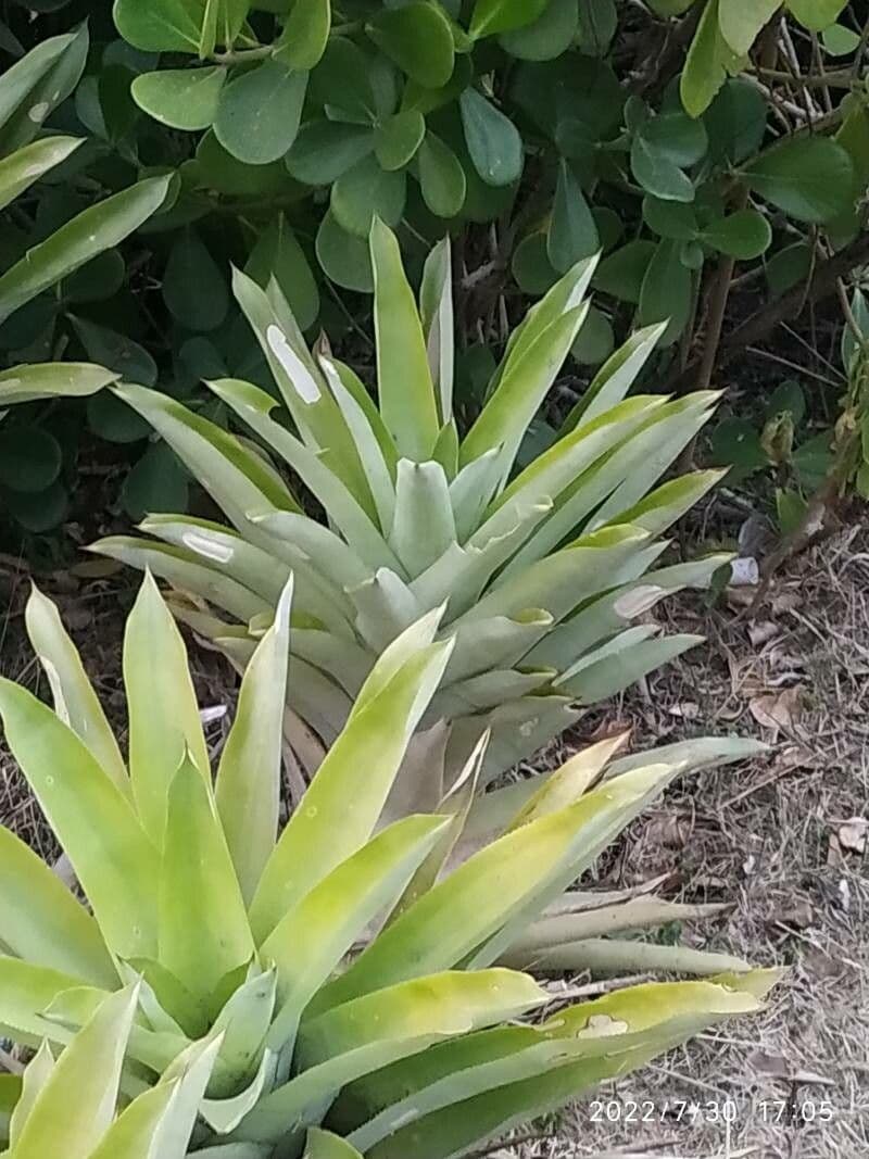 Catopsis berteroniana