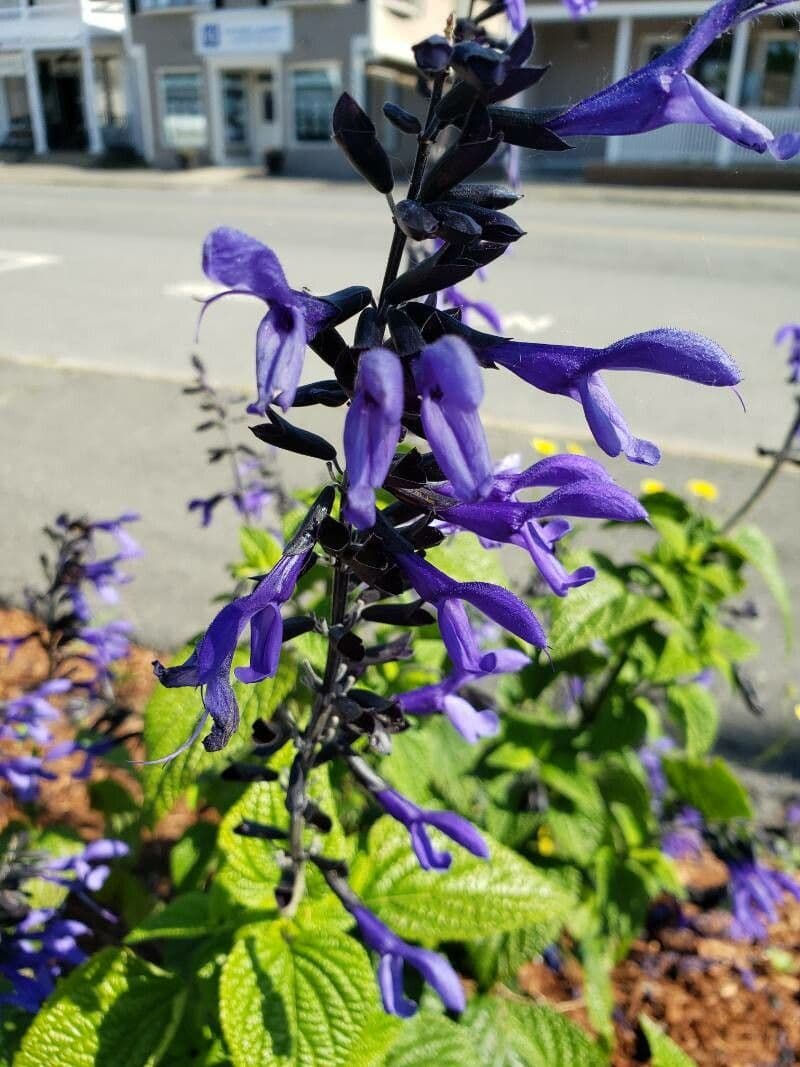 Salvia tiliifolia