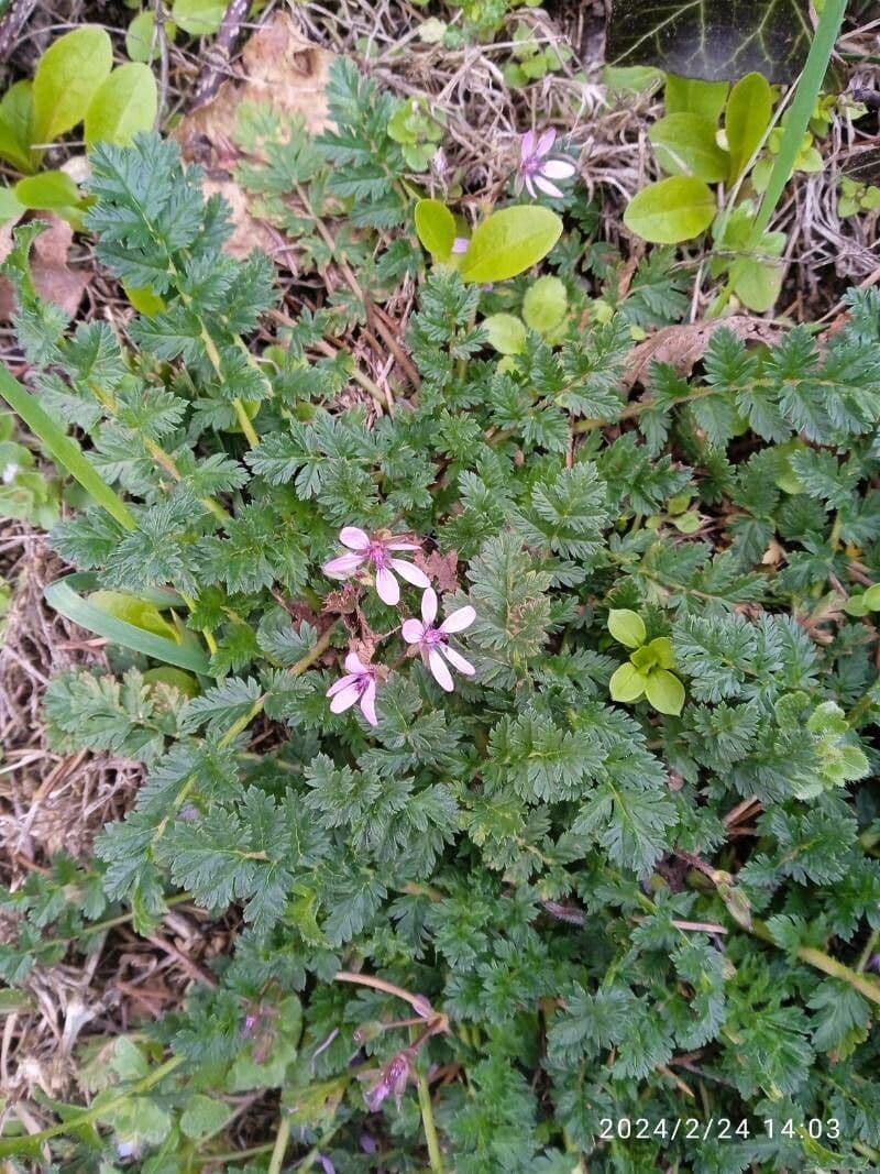 Erodium cicutarium