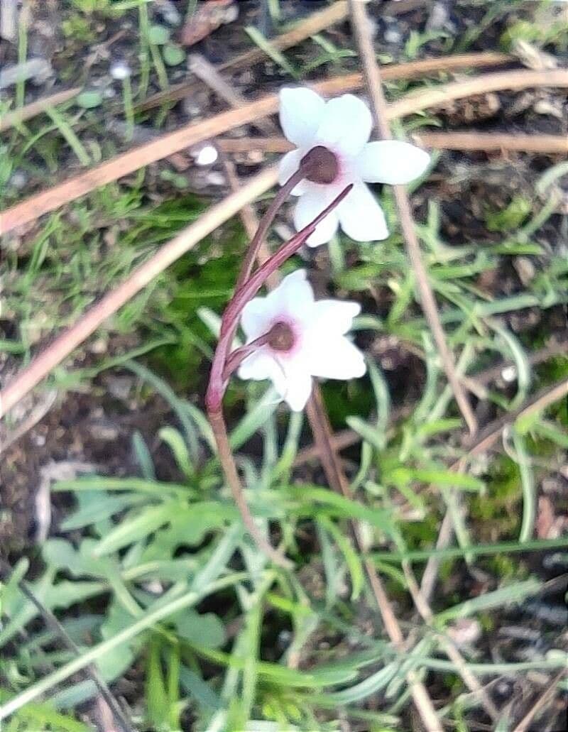 Acis autumnalis