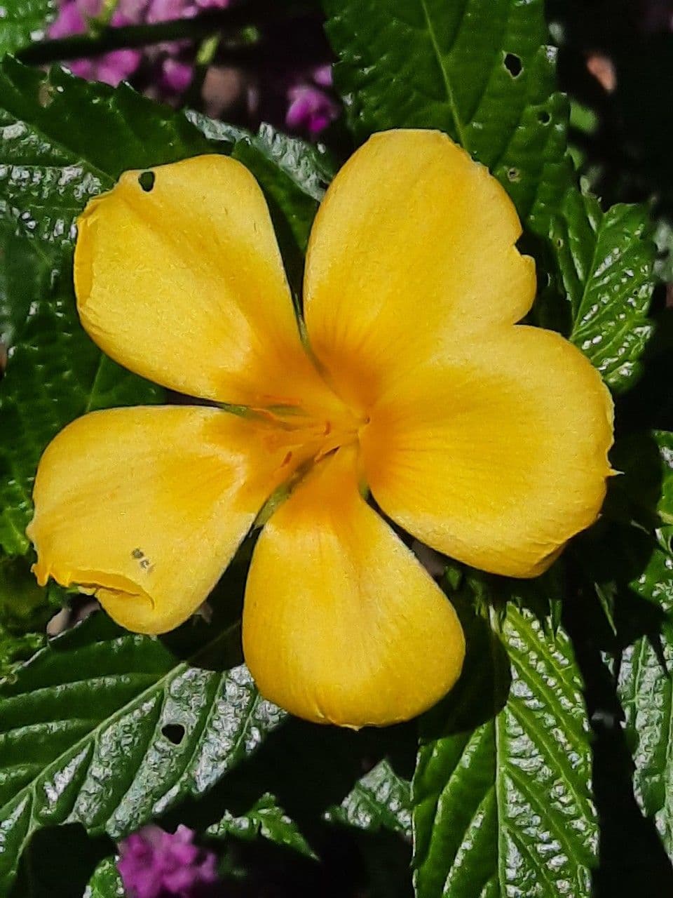 Turnera ulmifolia