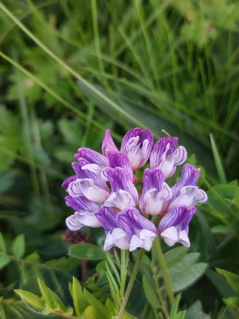 Vicia orobus