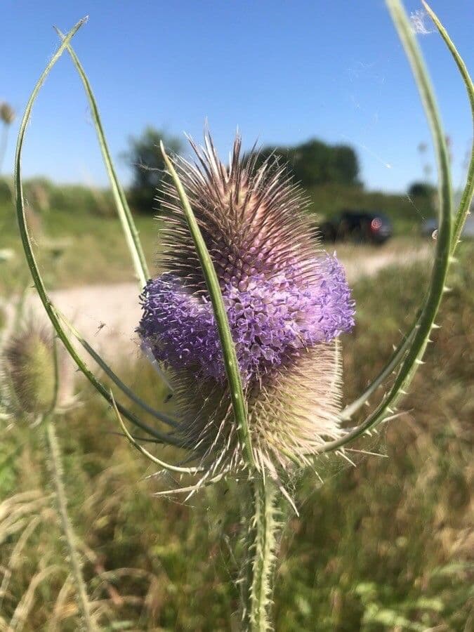 Dipsacus sativus