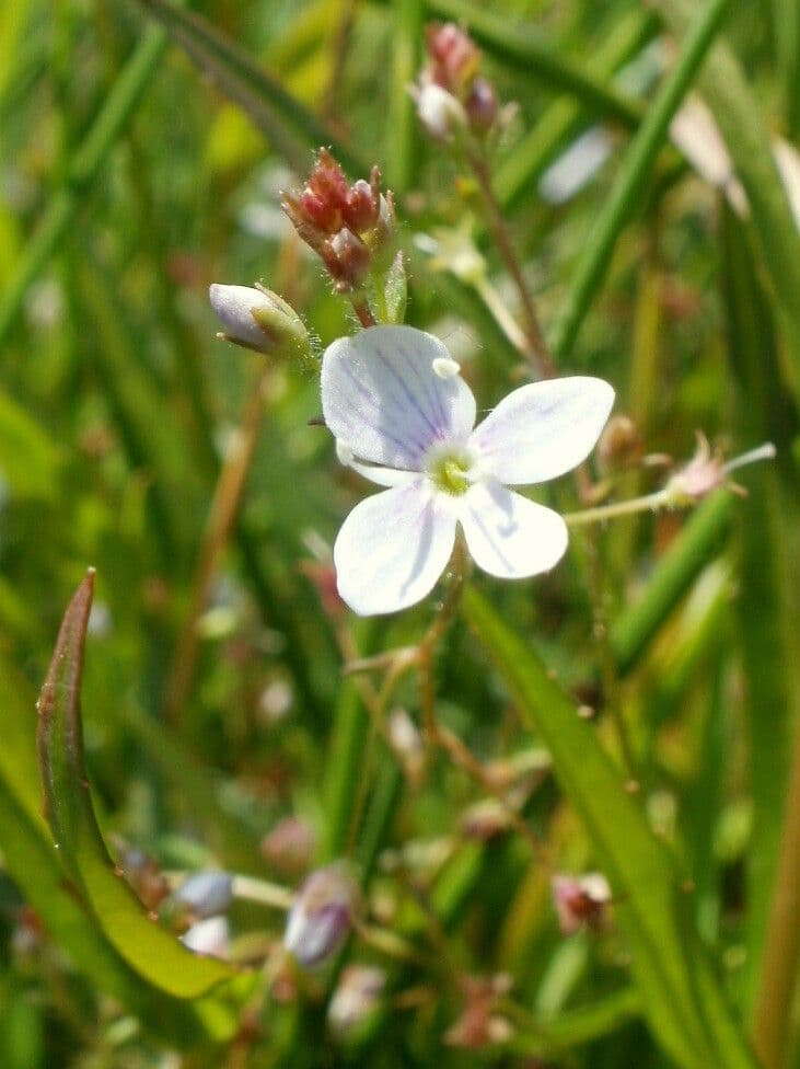 Veronica scutellata