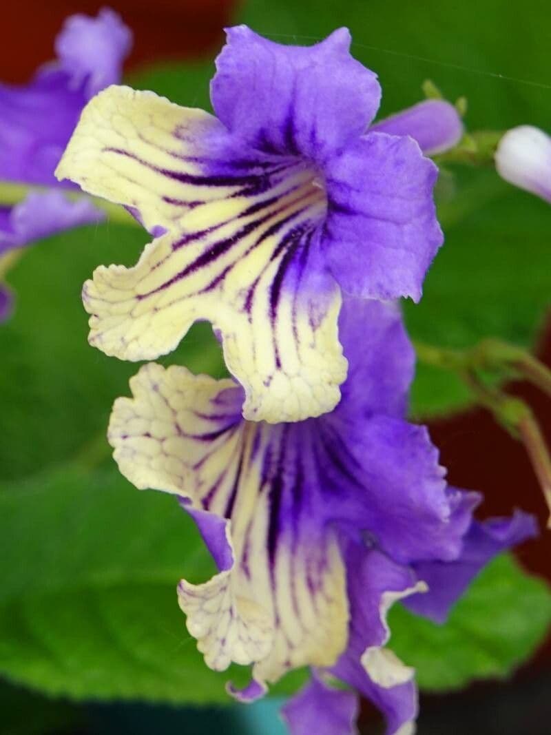 Streptocarpus saxorum