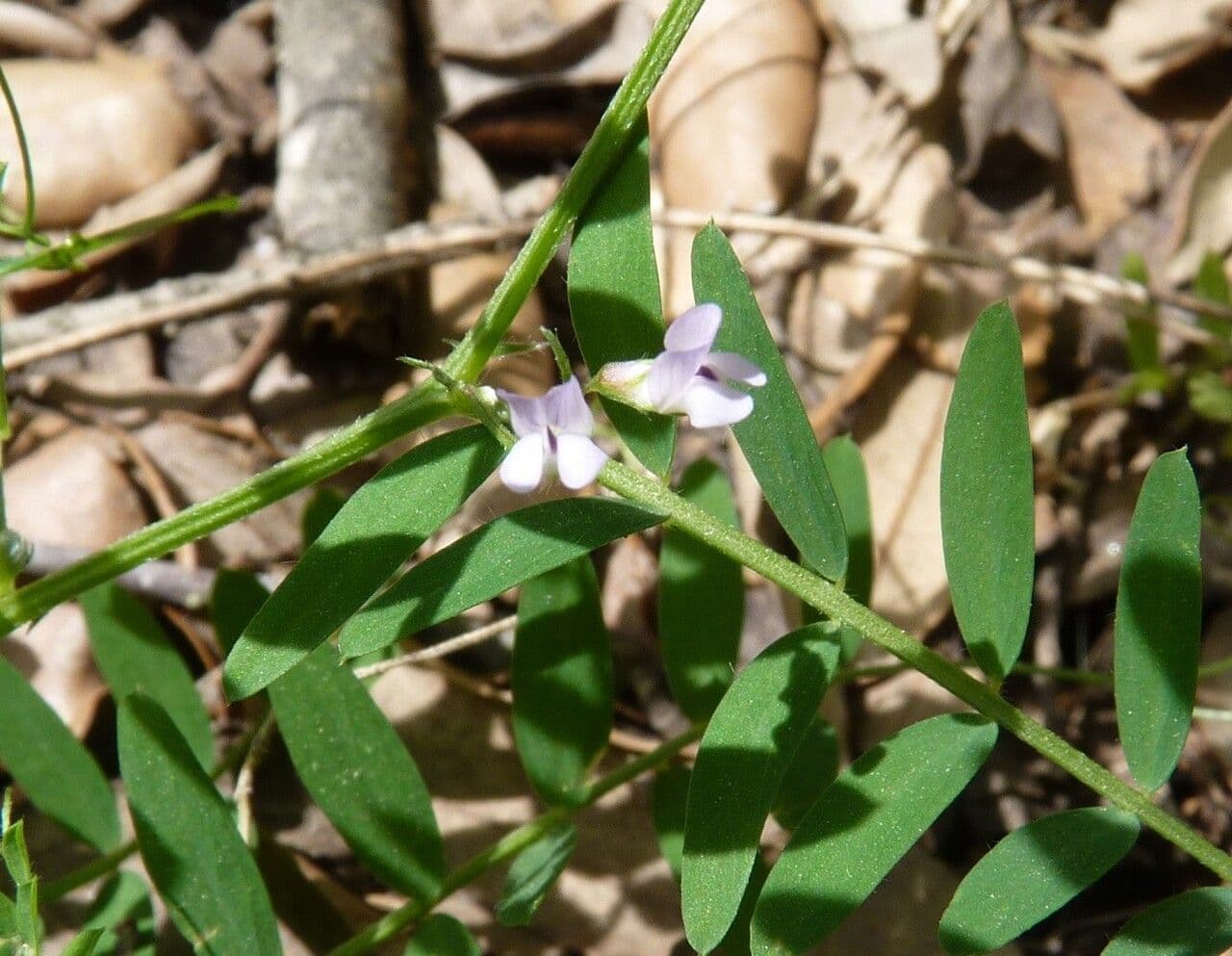 Vicia disperma