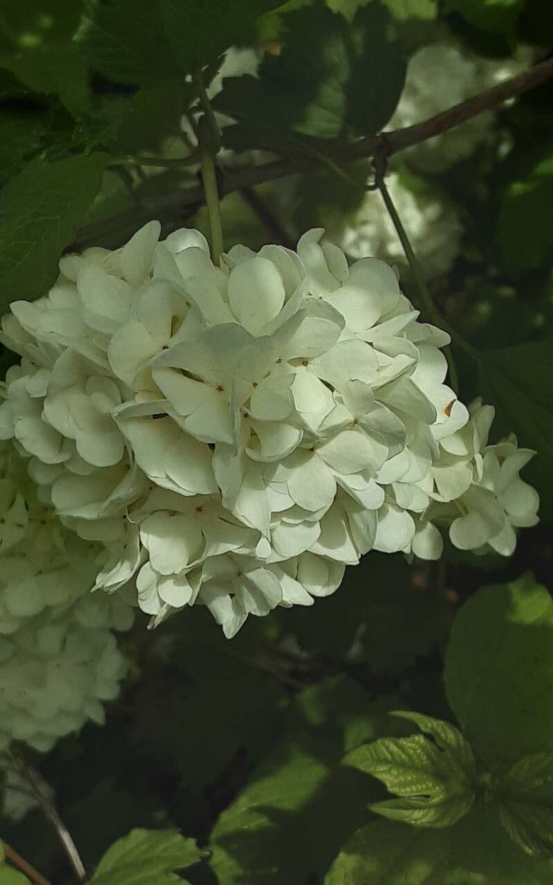 Viburnum macrocephalum