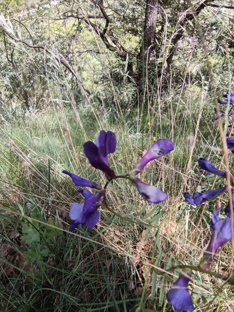 Vicia onobrychioides