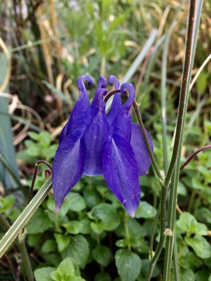 Aquilegia vulgaris