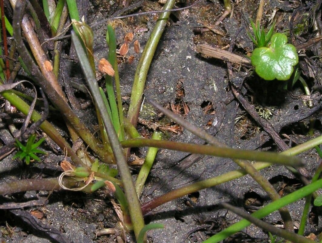 Littorella uniflora