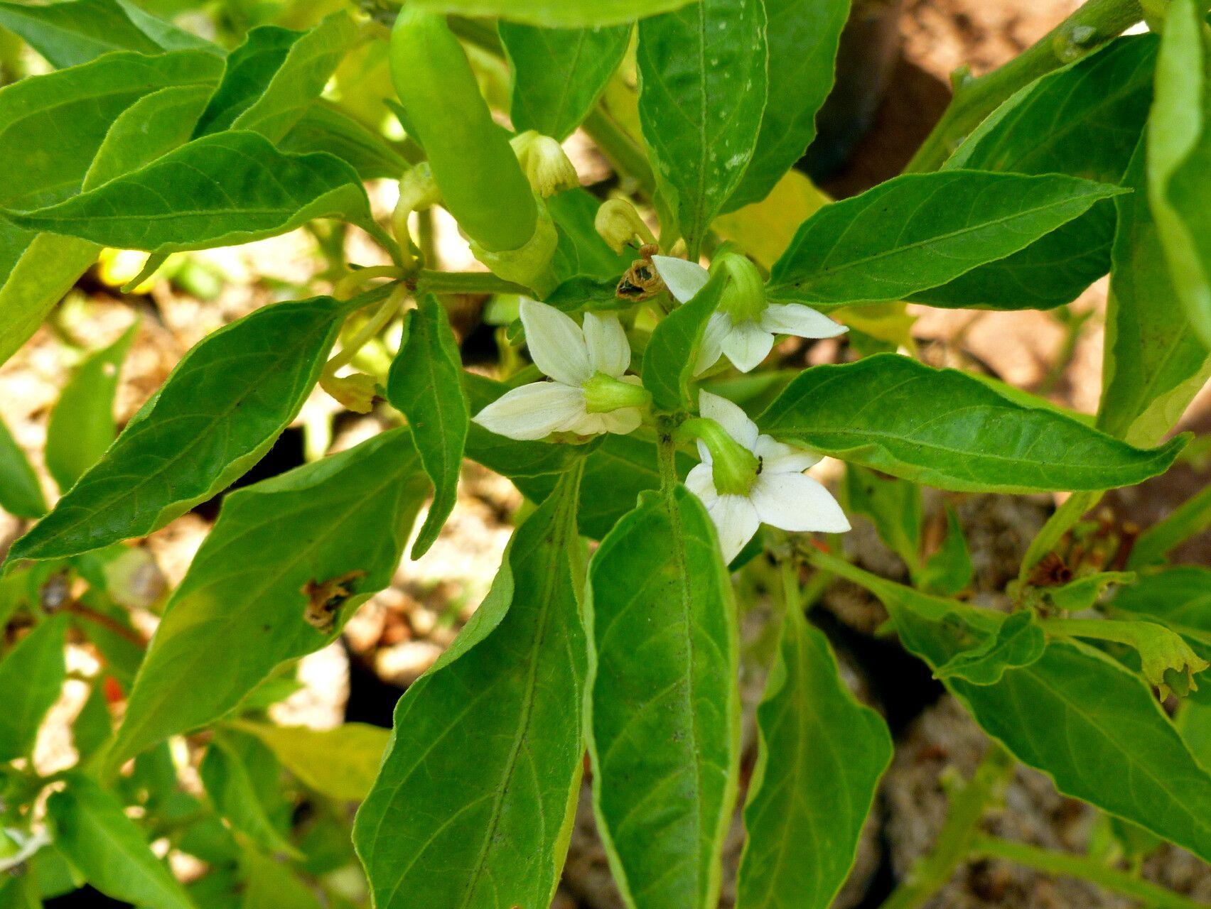 Capsicum chinense