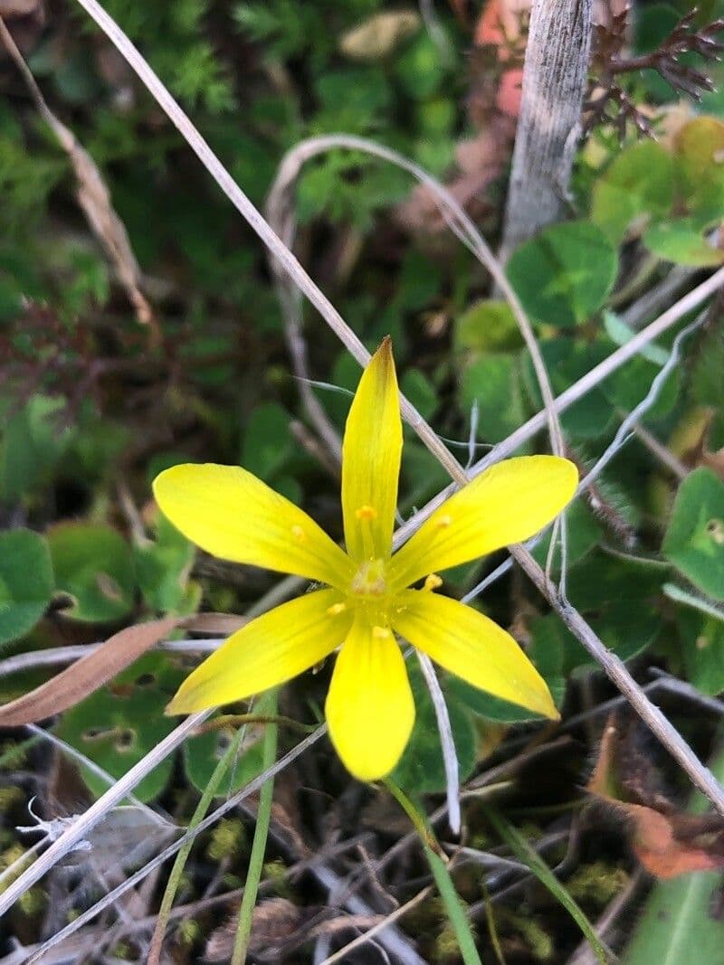 Gagea lacaitae