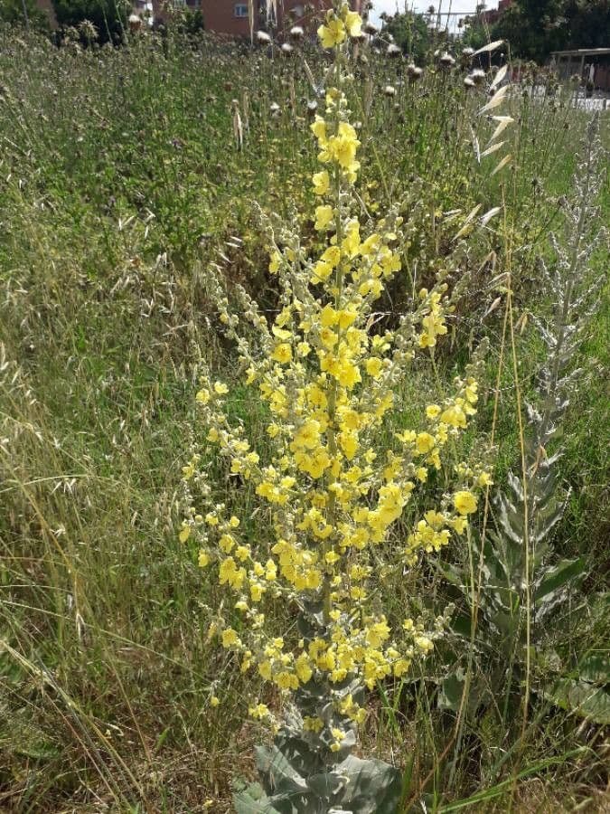 Verbascum pulverulentum