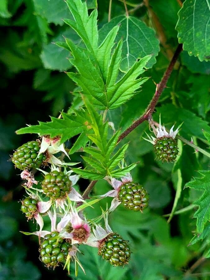 Rubus laciniatus