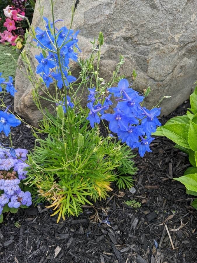 Delphinium carolinianum