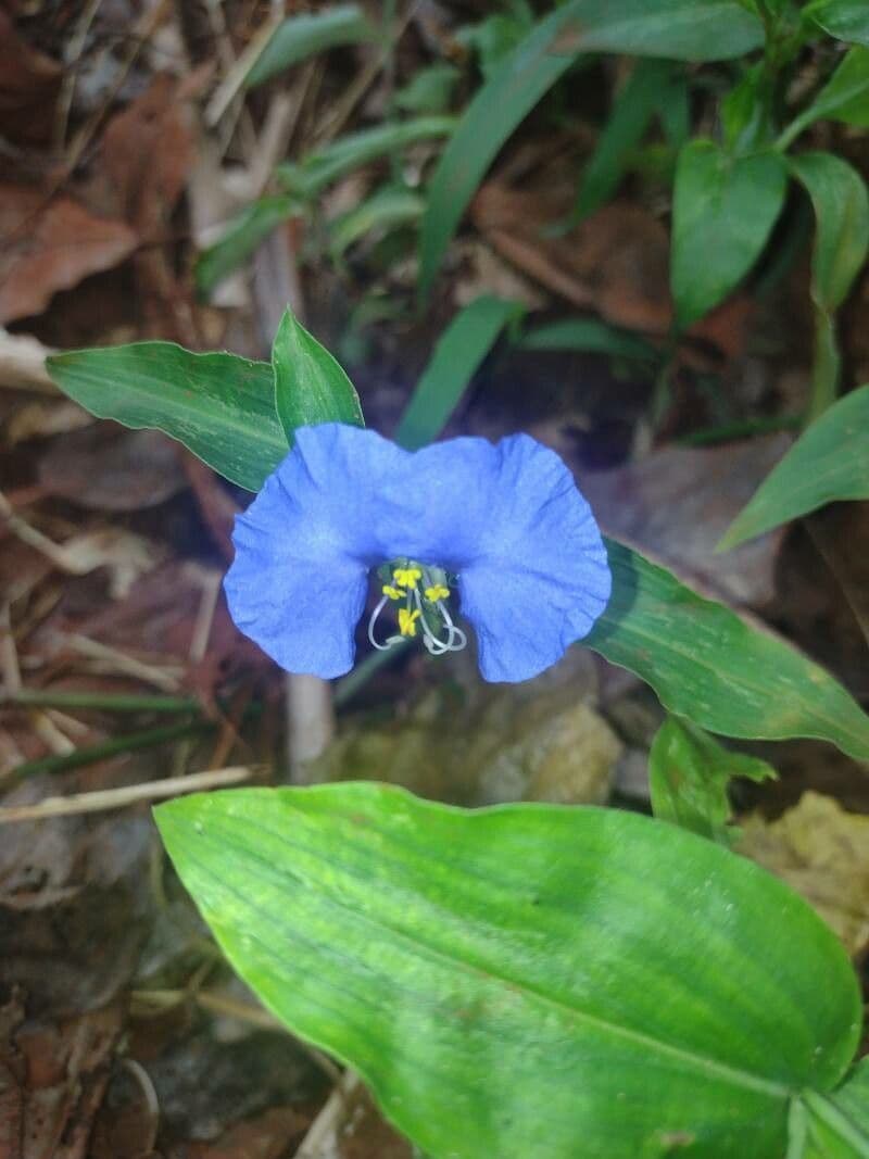 Commelina erecta