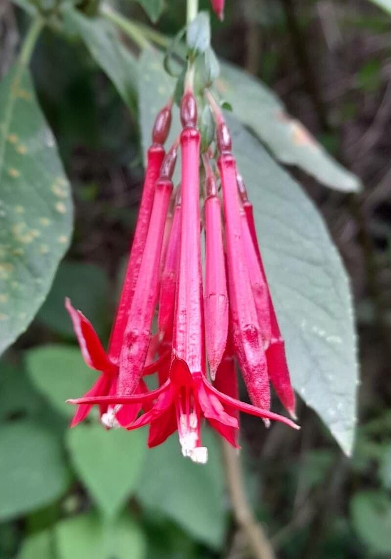 Fuchsia boliviana