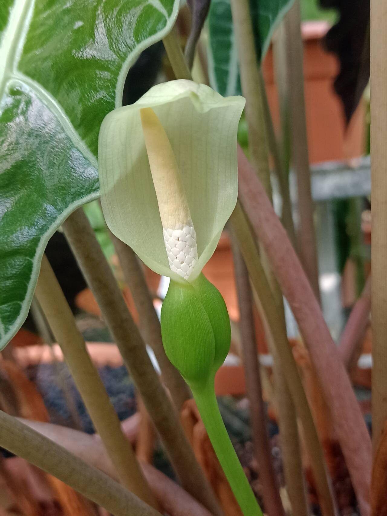 Alocasia longiloba