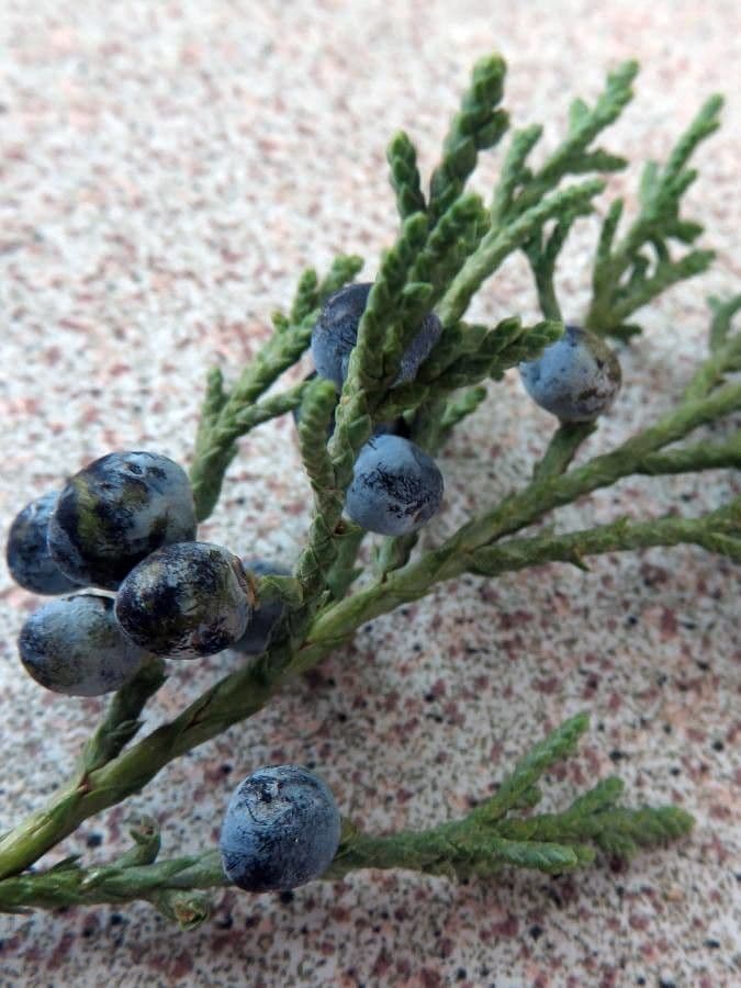 Juniperus thurifera