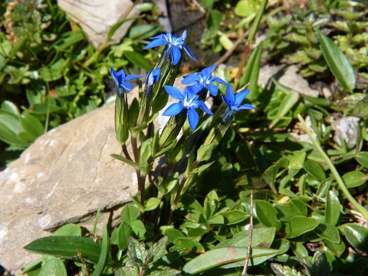 Gentiana nivalis