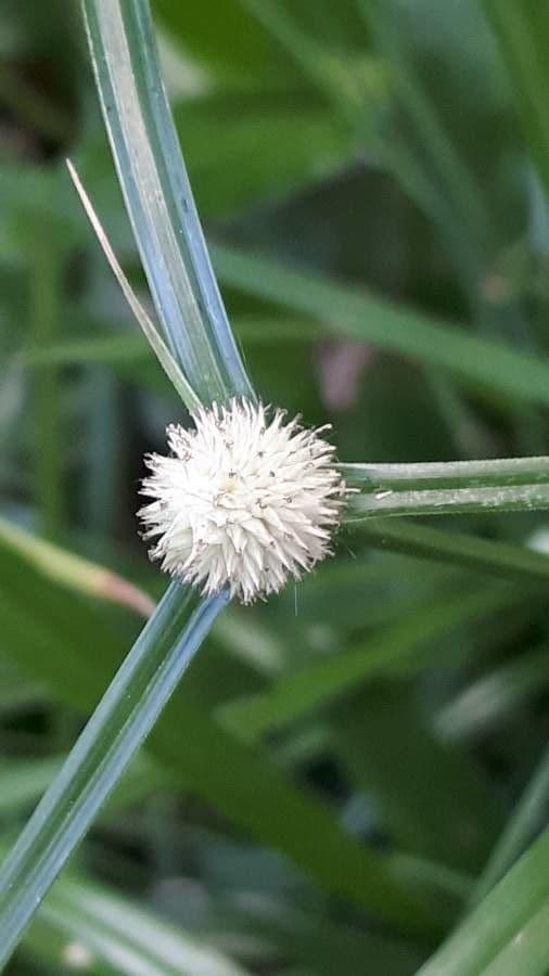 Cyperus brevifolius