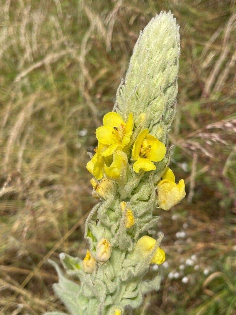 Verbascum densiflorum