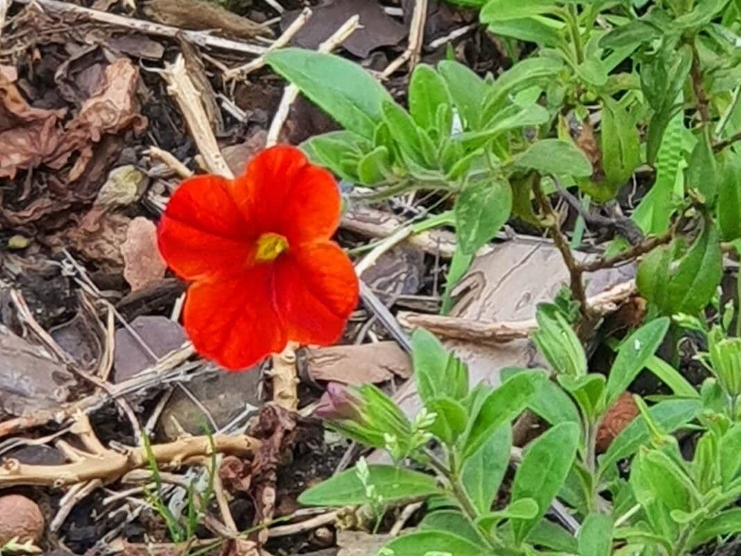 Calibrachoa parviflora