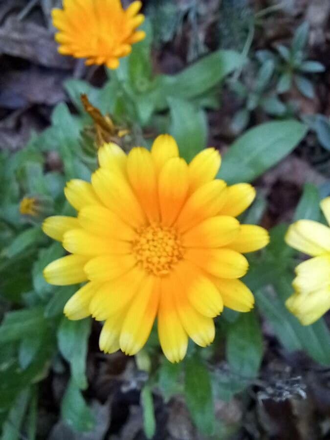 Calendula officinalis