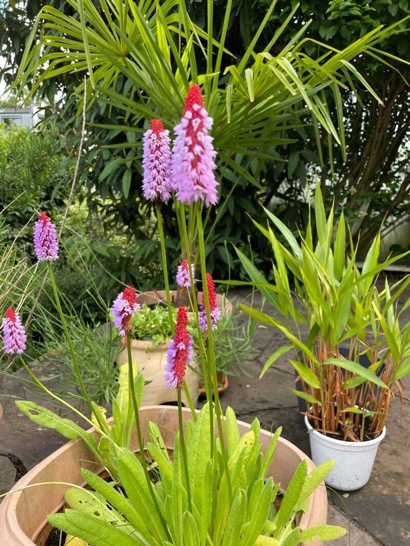 Primula vialii