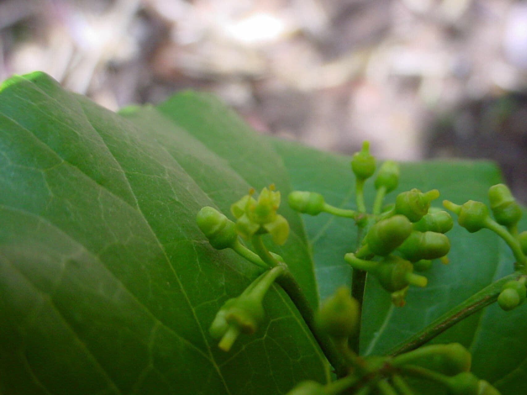 Cissus repens