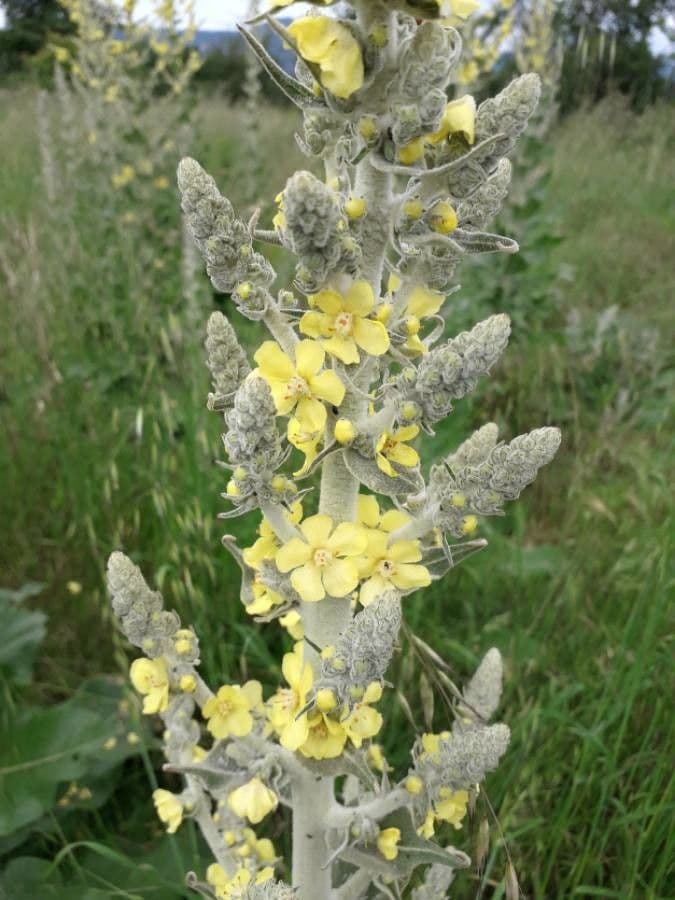 Verbascum pulverulentum