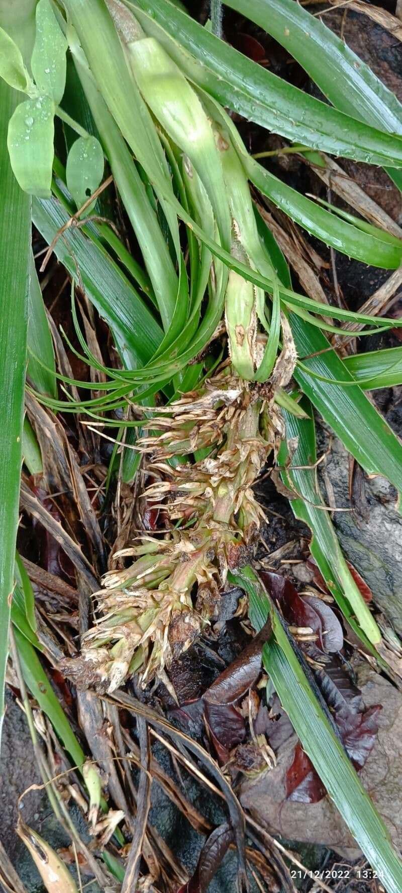 Bromelia karatas