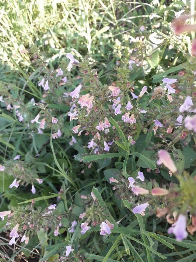 Salvia officinalis