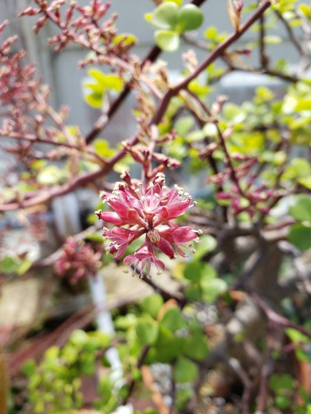 Portulacaria afra