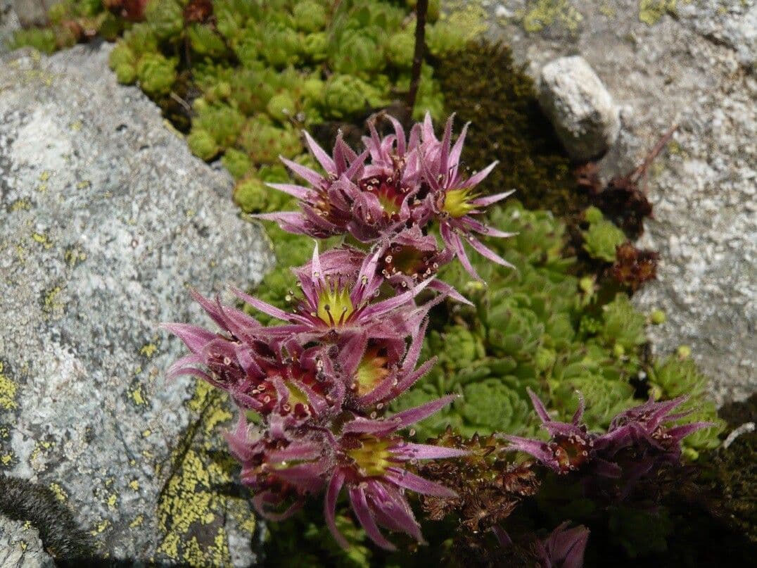 Sempervivum montanum