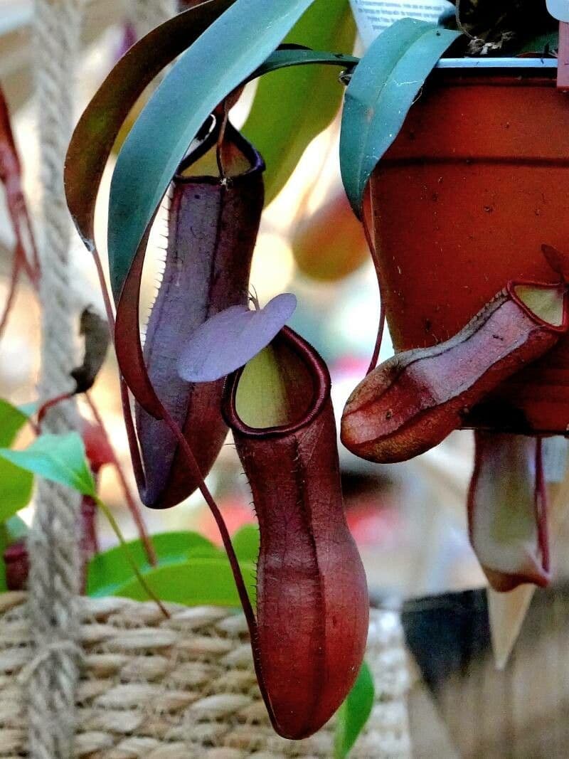 Nepenthes alata