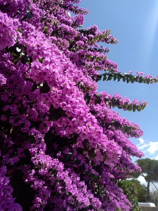 Bougainvillea spectabilis