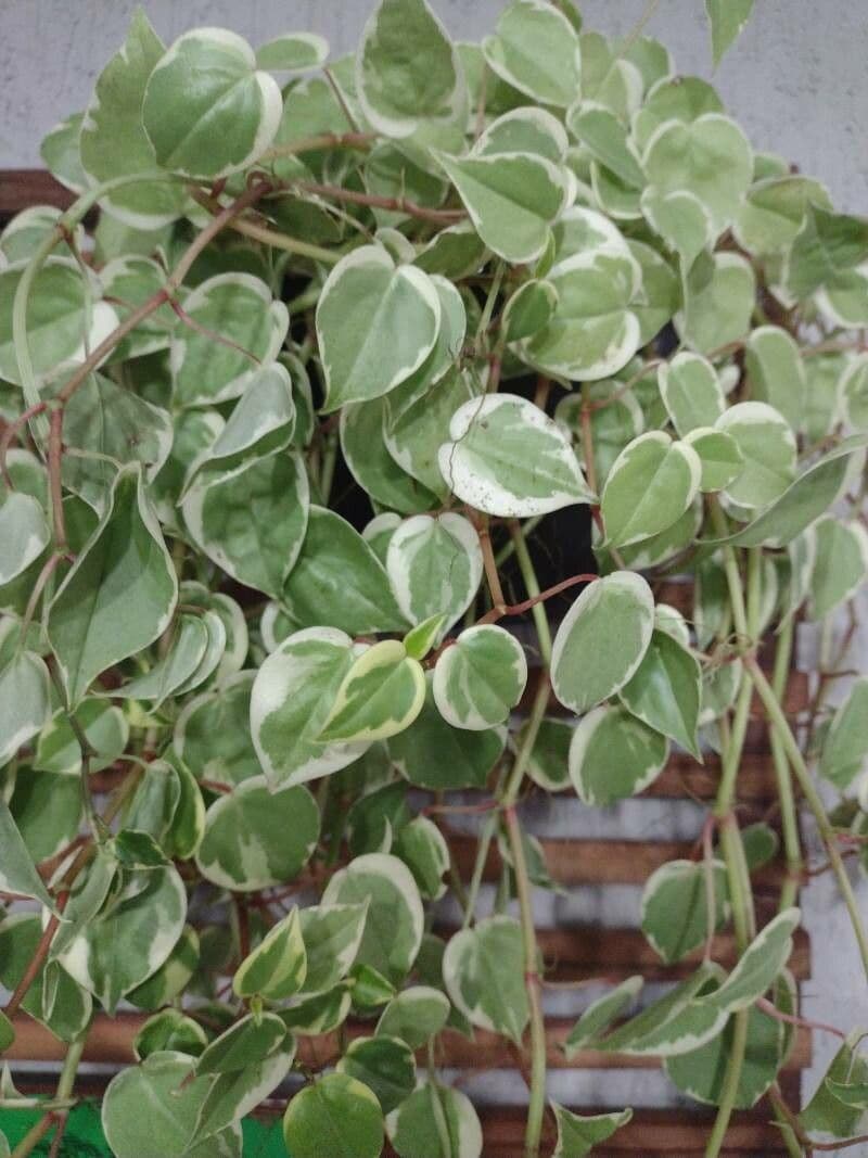 Peperomia serpens