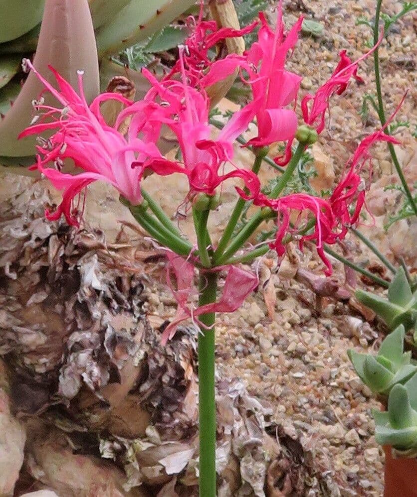 Nerine sarniensis