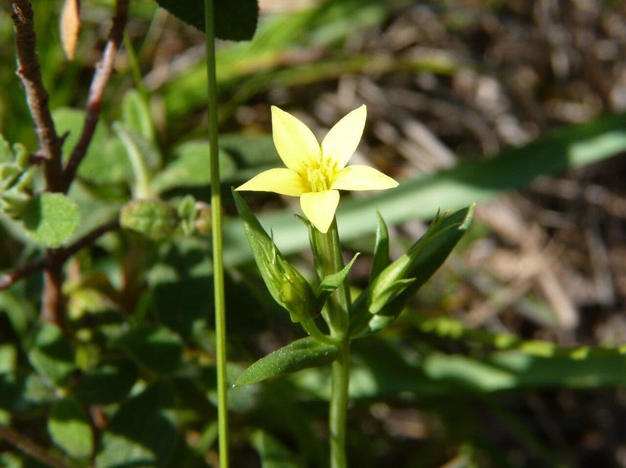 Centaurium maritimum