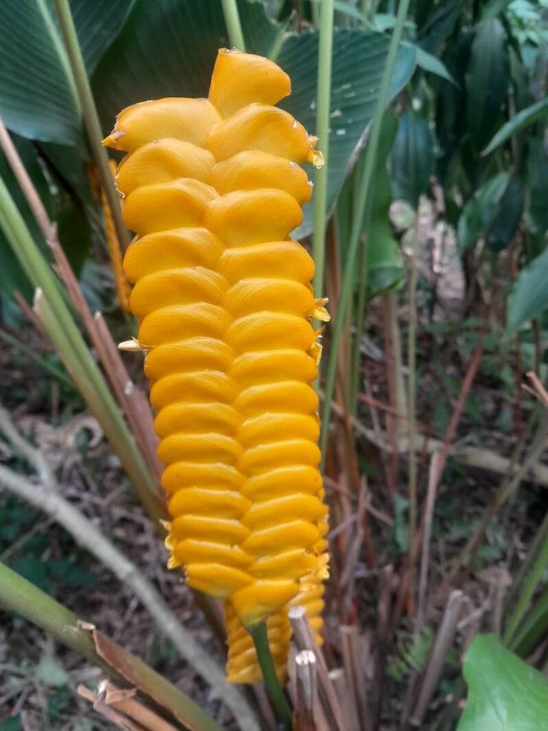 Calathea crotalifera