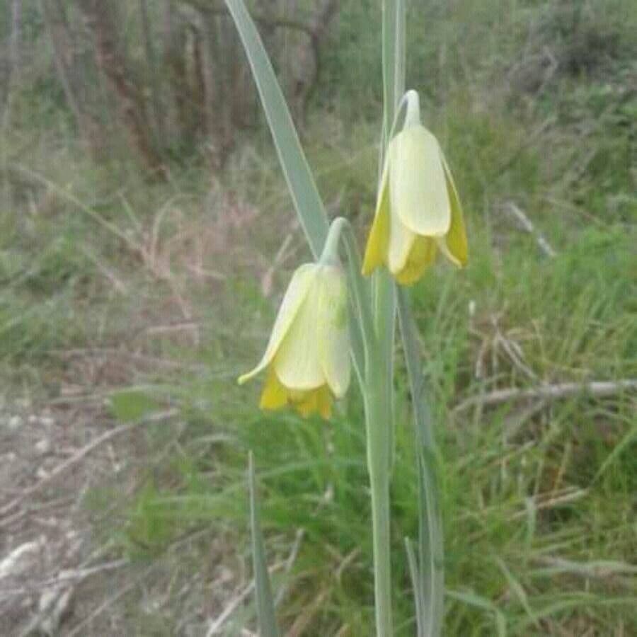Fritillaria pudica