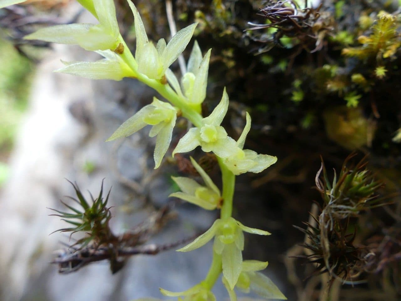 Bulbophyllum nutans