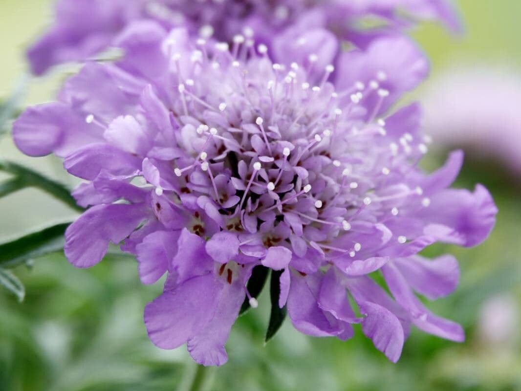 Scabiosa lucida