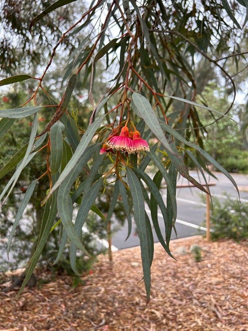 Eucalyptus torquata